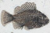 Two Cockerellites (Priscacara) Fossil Fish - Hanger Installed #88789-2